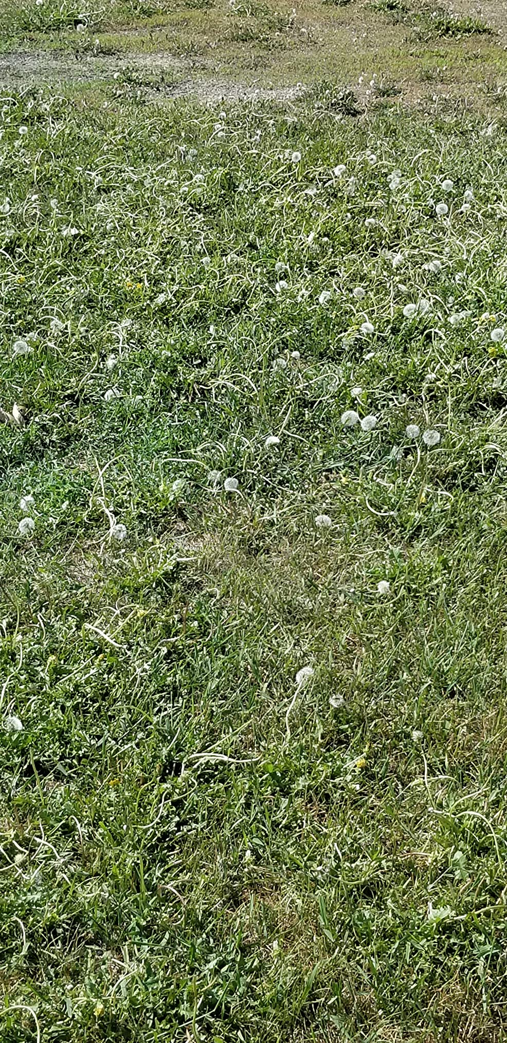 Customer review photo 6 — 2,4-D herbicide results